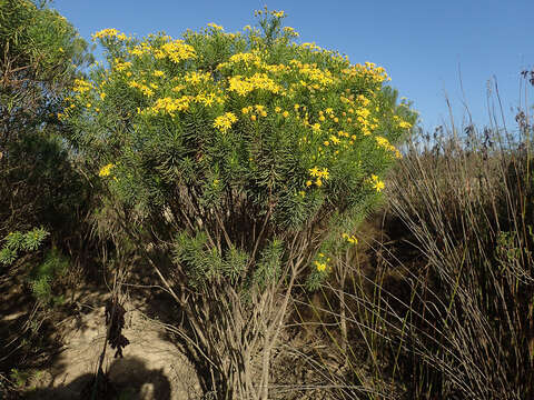 Image of Euryops linearis Harv.