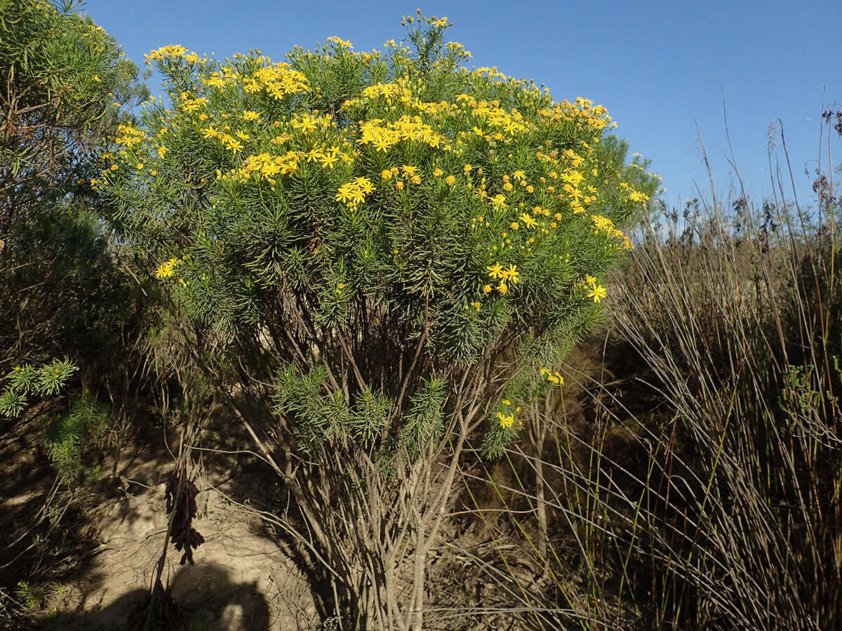 Euryops linearis Harv. resmi