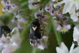 Image de Orthops basalis (A. Costa 1853)