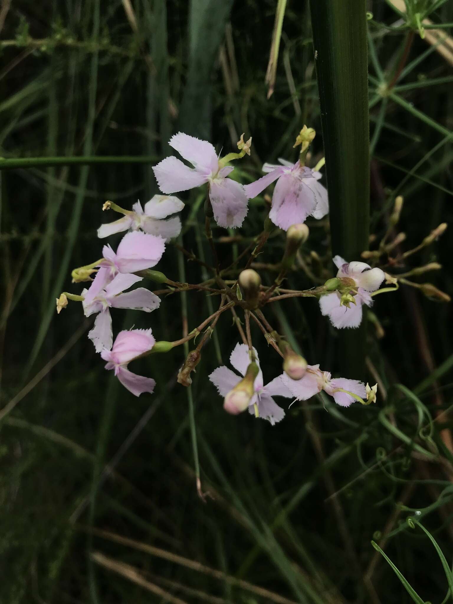 Image of Stylidium scandens R. Br.