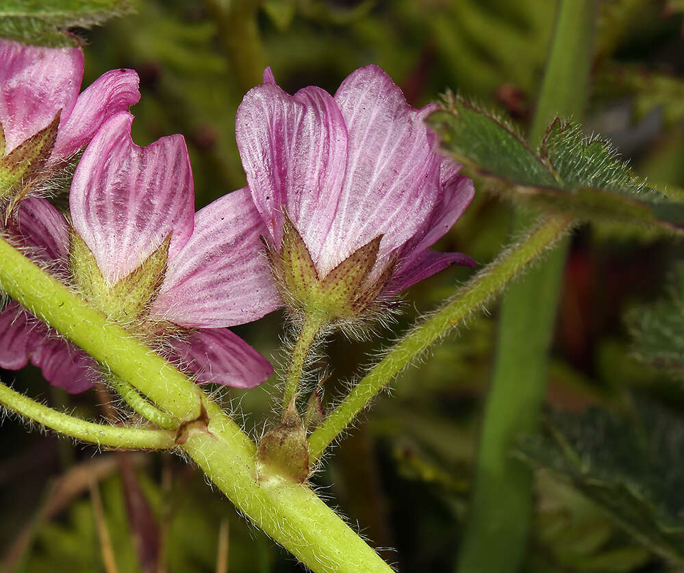 Image of dwarf checkerbloom