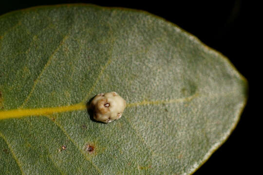 صورة Ceroplastes sinensis Del Guercio 1900