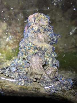 Image of Southern blue-ringed octopus