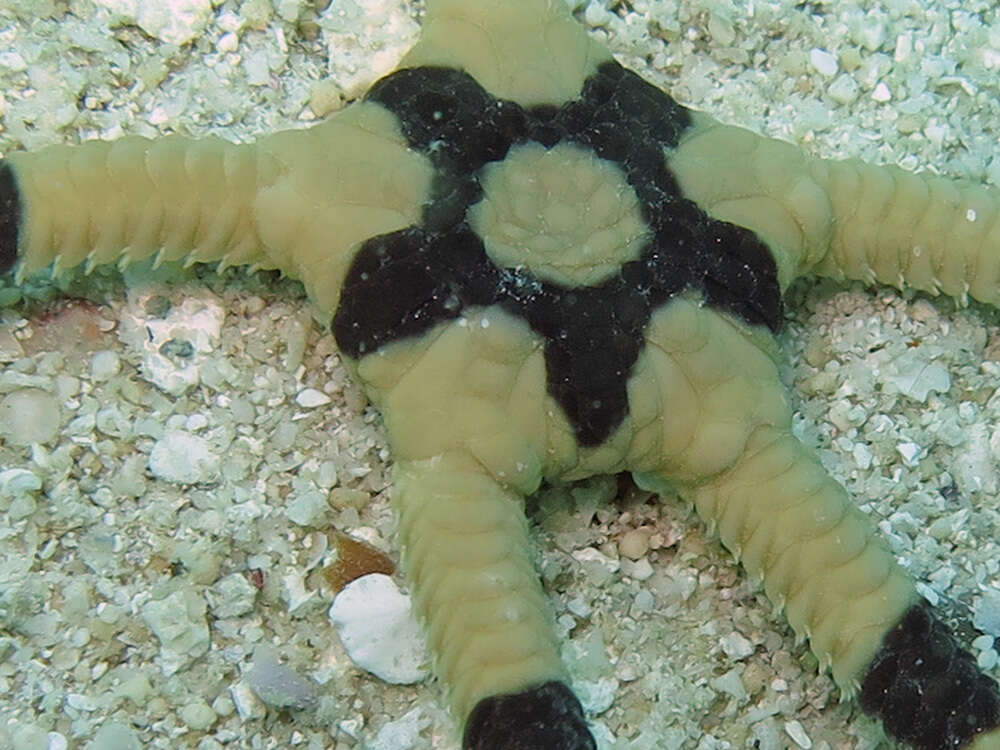 Image of Banded Brittle Star