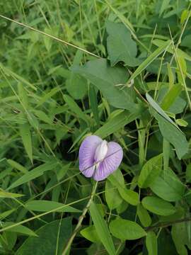 Image of soft butterfly pea