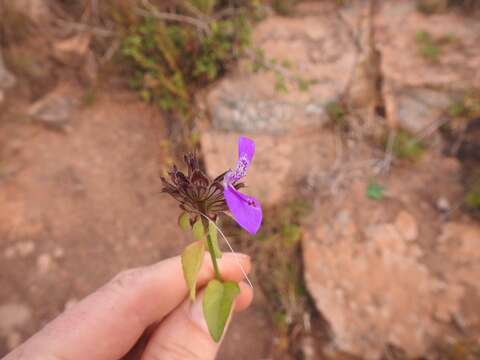 Image of Dicliptera clinopodia Nees