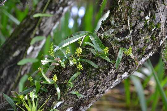 Imagem de Polystachya foliosa (Hook.) Rchb. fil.