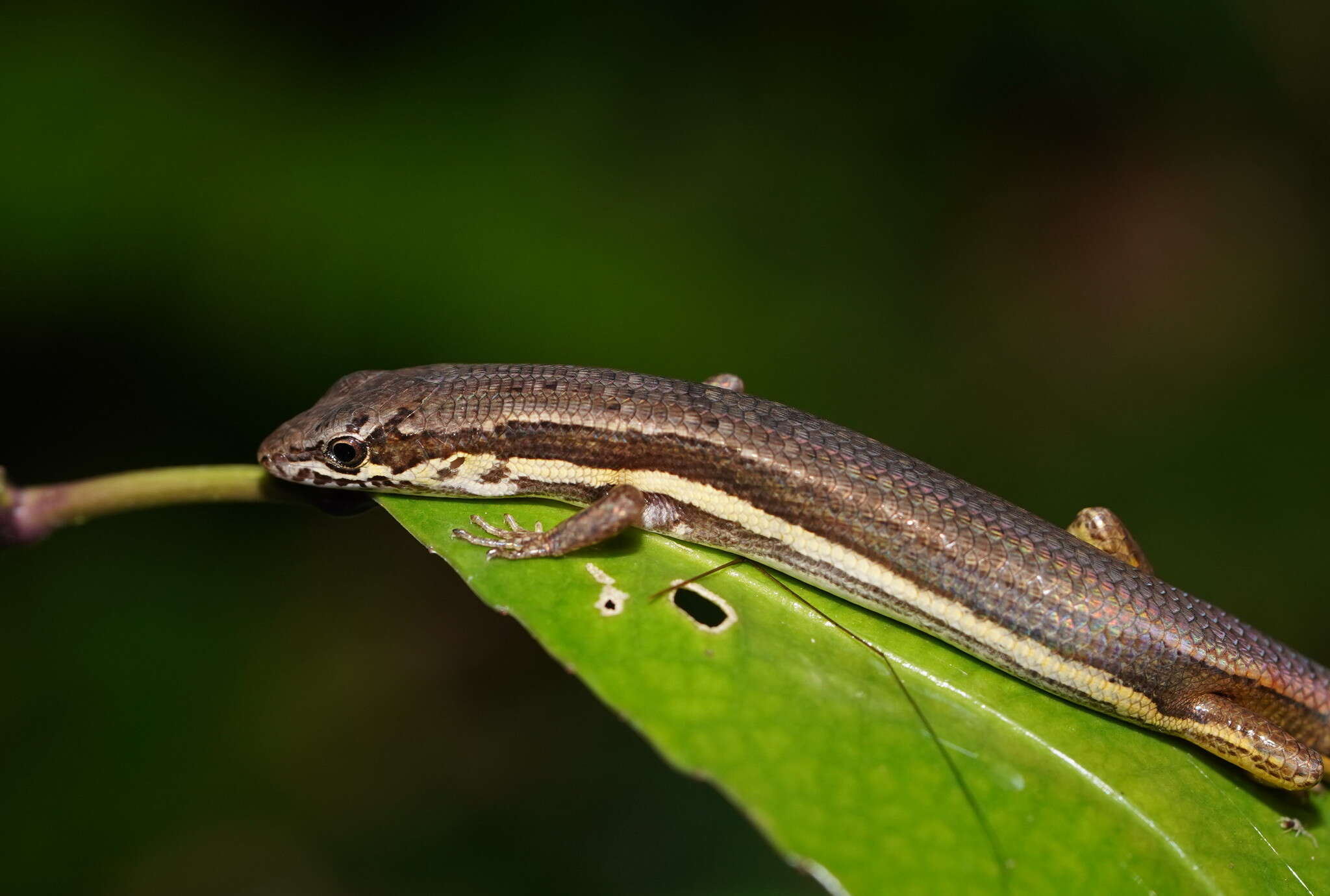 Image of Highland Forest Skink