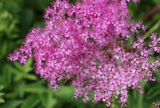 Image of Filipendula multijuga var. ciliata Koidz.