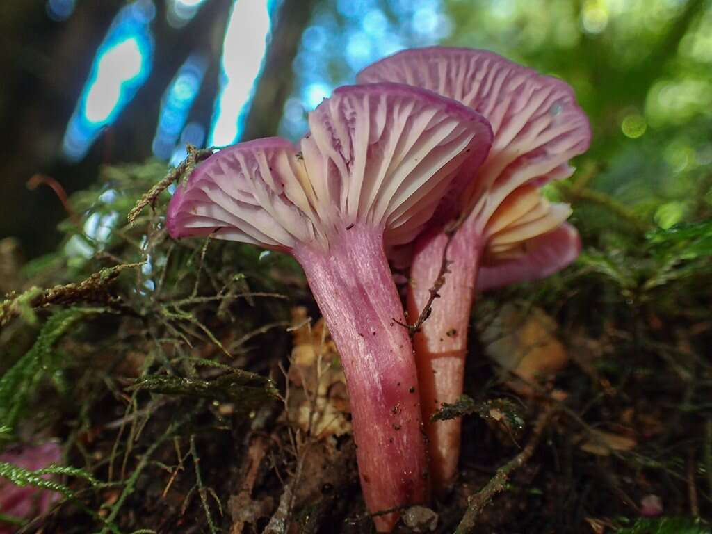 Image of Cantharellus lilacinus Cleland & Cheel 1919