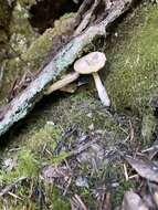 Image of Hydnum umbilicatum Peck 1902