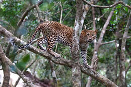 Image of Sri Lankan leopard