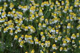 Image of False chamomile