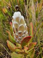 Image of Protea stokoei Phillips