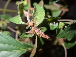 Image of Asian copperleaf