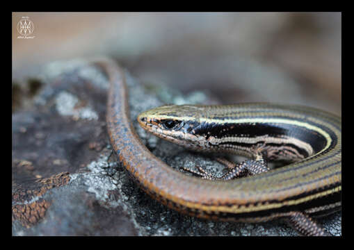 Image of Cope's Skink