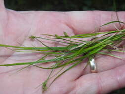 Image of northern sedge