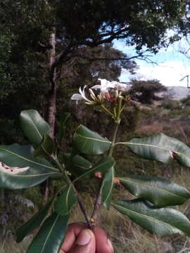 Image of Craspidospermum