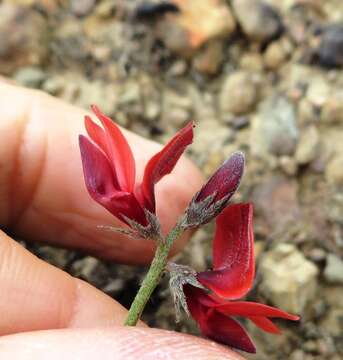 Image of Indigofera heterophylla Thunb.