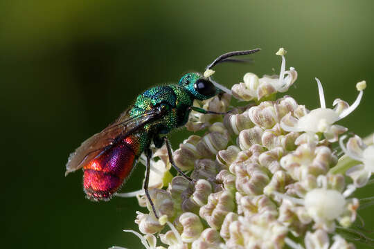 Image of <i>Chrysis clarinicollis</i>