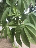 Image of Ceiba speciosa (A. St.-Hil., A. Juss. & Cambess.) P. Ravenna