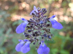 Sivun Salvia thyrsiflora Benth. kuva