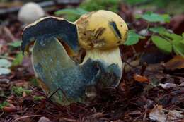 Image of Neoboletus pseudosulphureus (Kallenb.) Klofac 2015