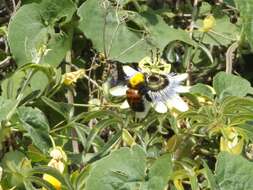 Plancia ëd Xylocopa frontalis (Olivier 1789)