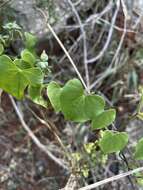 Dioscorea cotinifolia Kunth的圖片