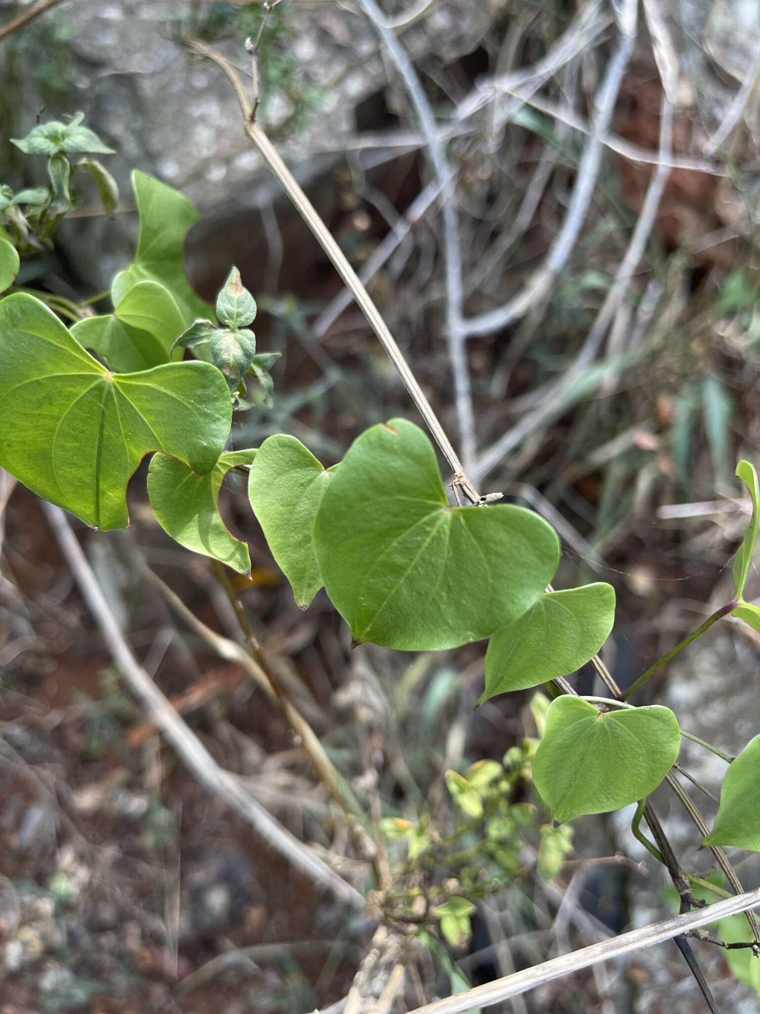 صورة Dioscorea cotinifolia Kunth