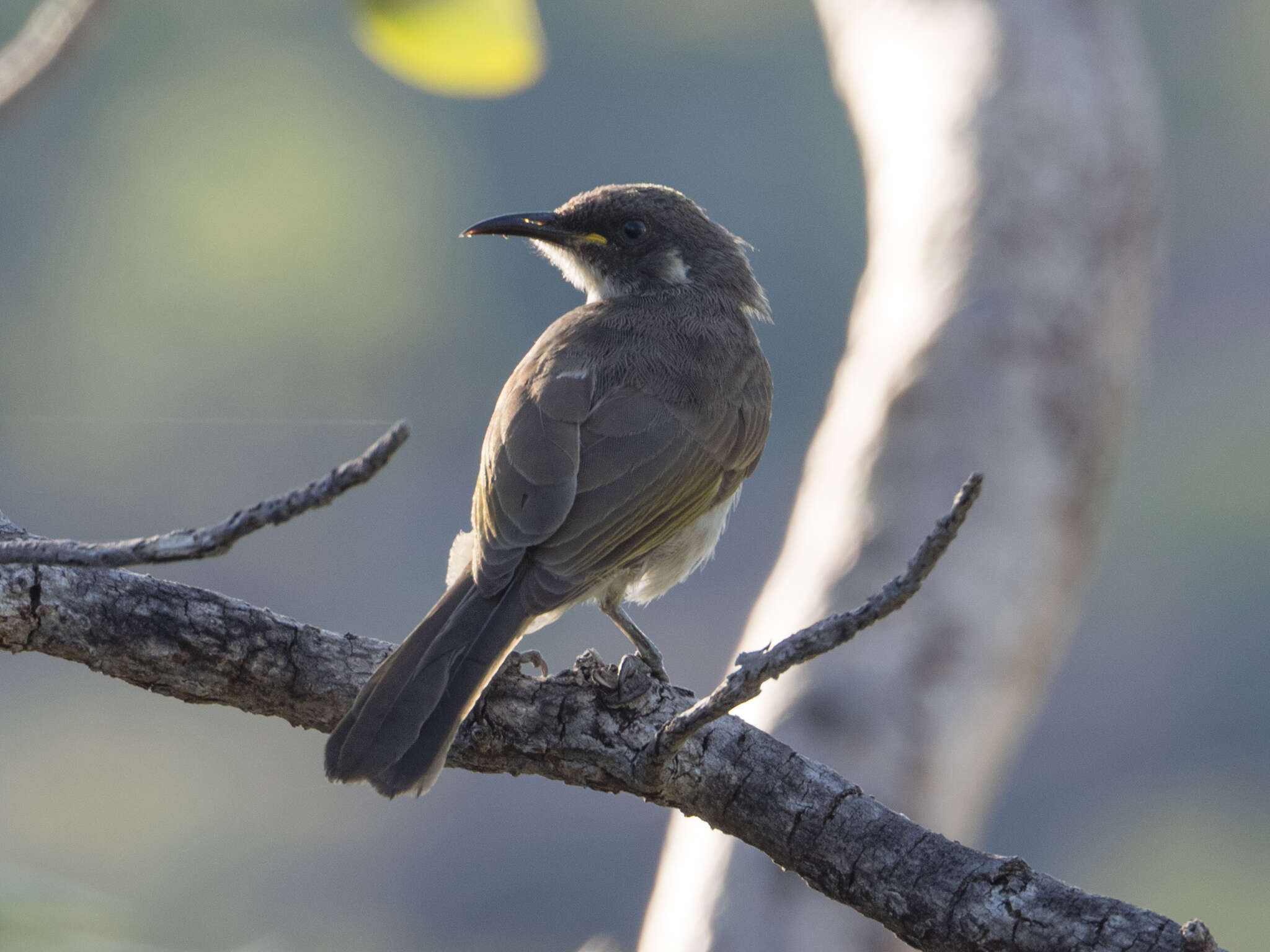 Image of White-lined Honeyeater