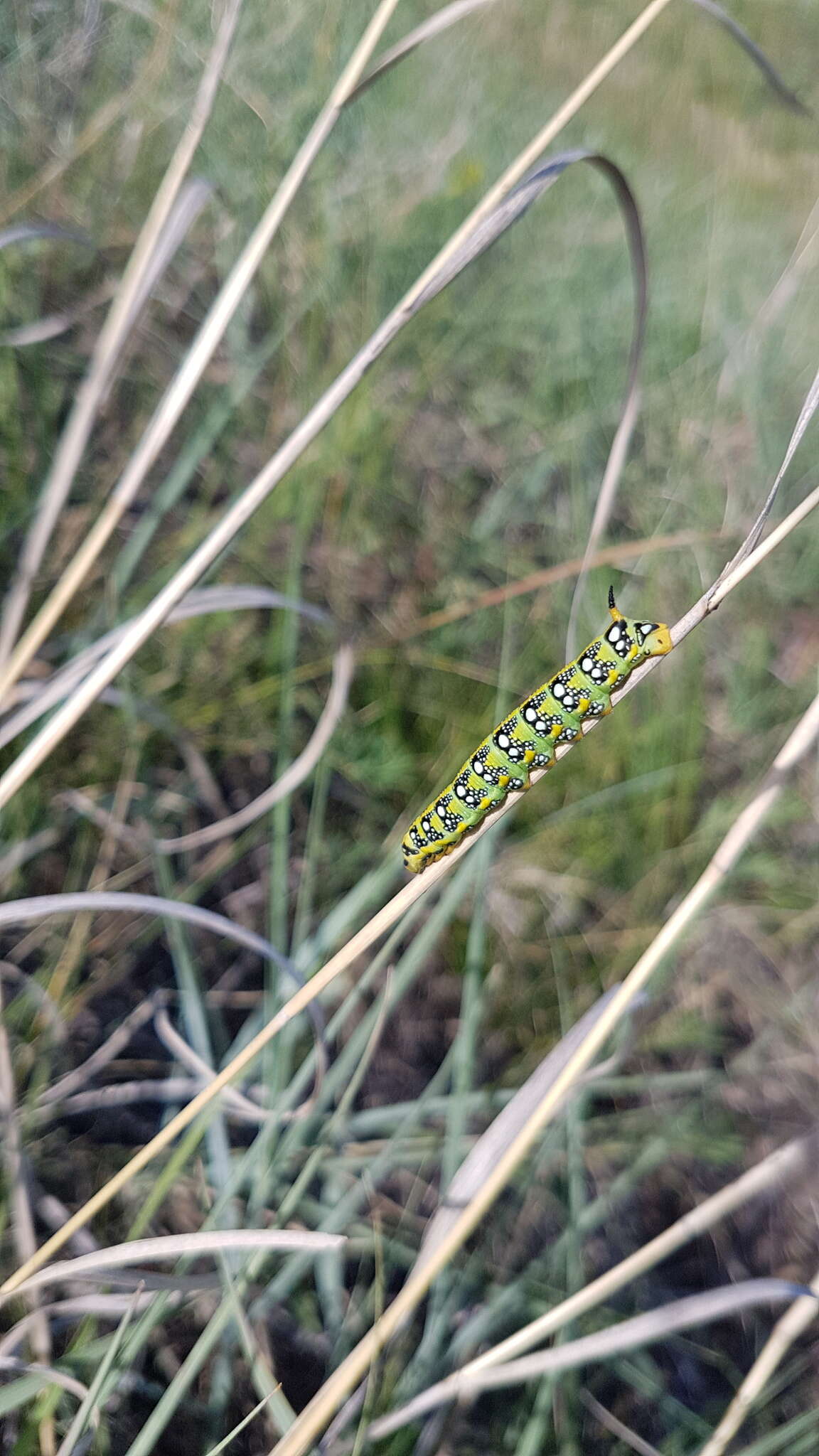 Image of Spurge Hawk Moth