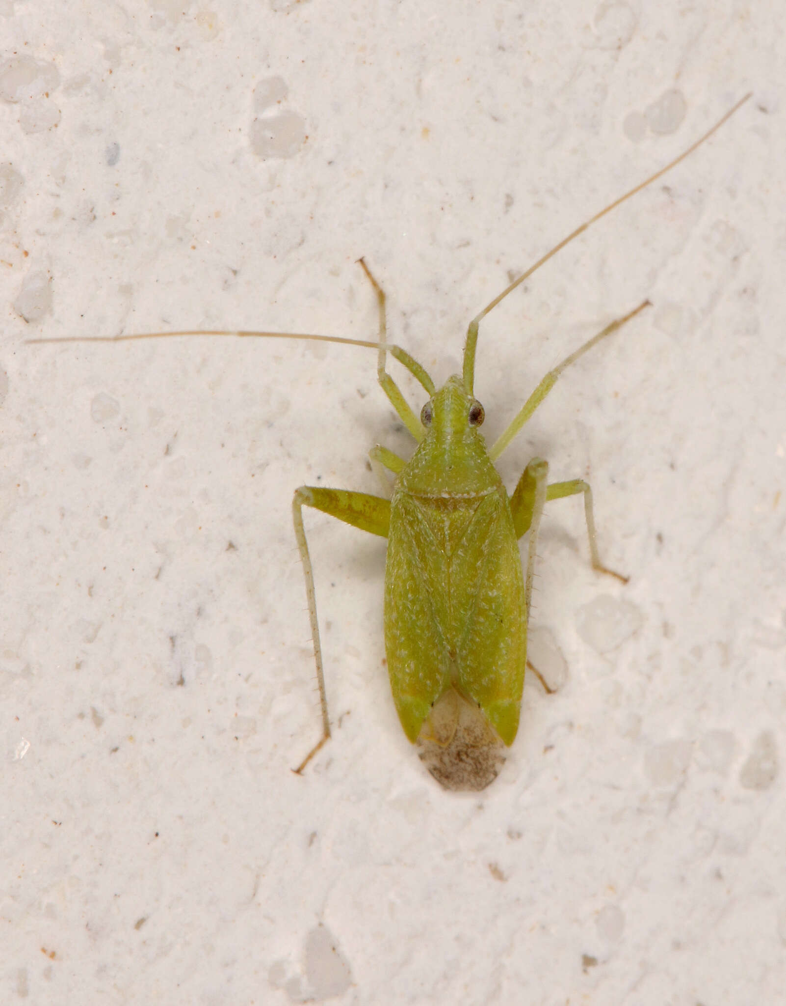 Imagem de Phytocoris virescens Wagner 1961