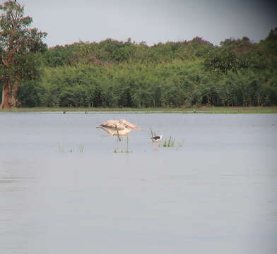 صورة Pelecanus philippensis Gmelin & JF 1789