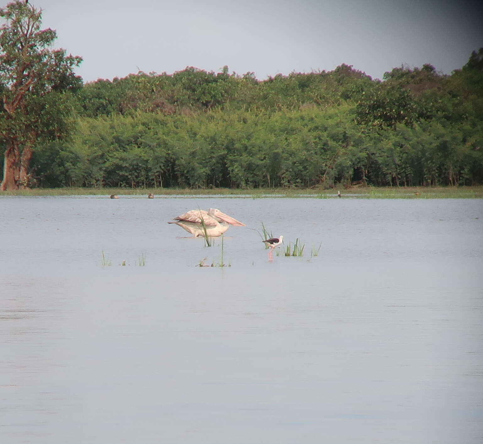 Image of Grey Pelican