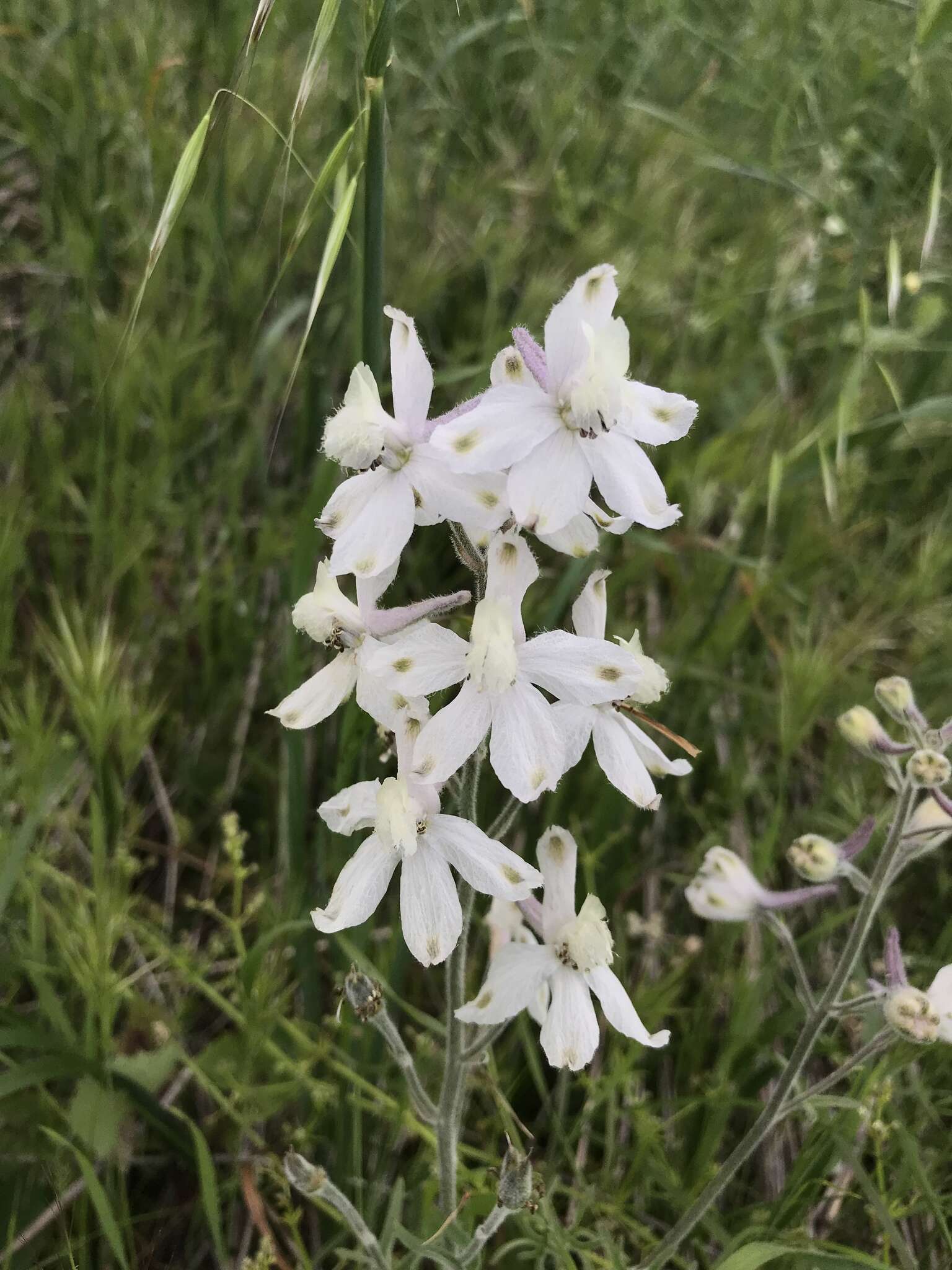 Delphinium variegatum subsp. kinkiense (Munz) M. J. Warnock的圖片