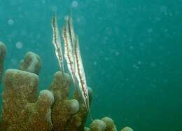 Image of Speckled shrimpfish