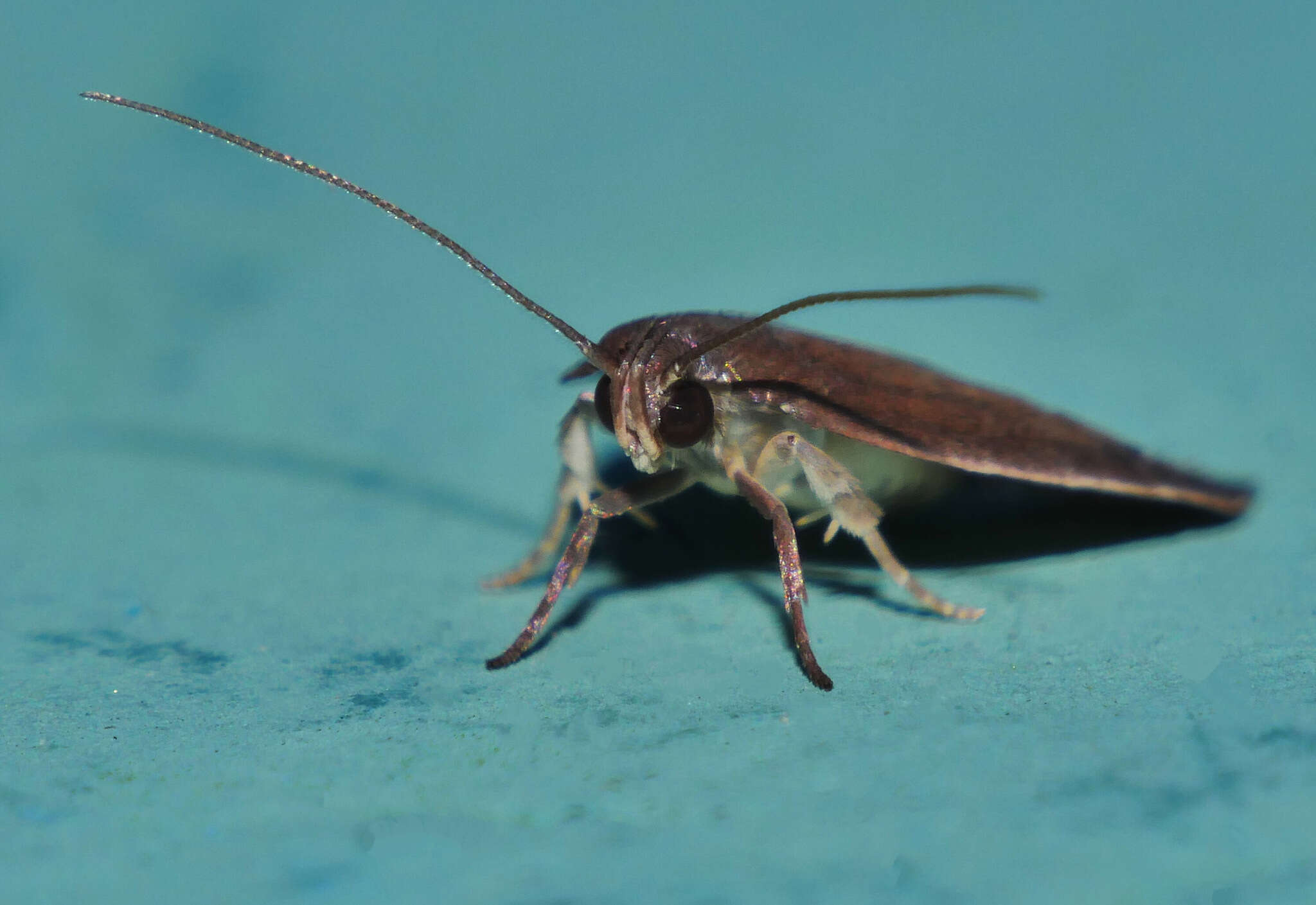 Image of Parocystola leucospora Turner 1896