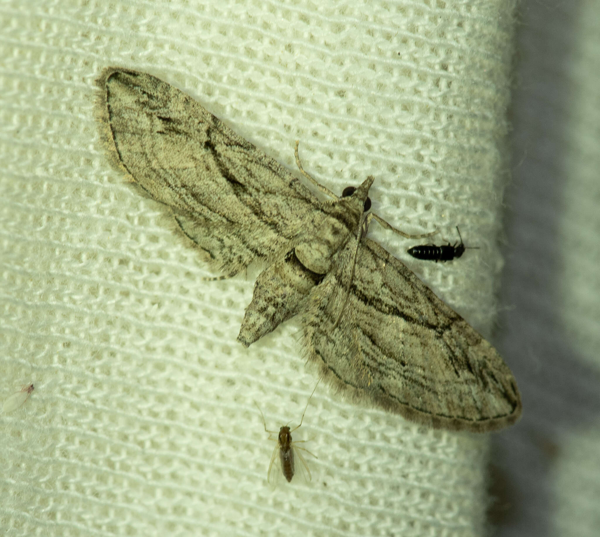 Слика од Eupithecia phoeniceata Rambur 1834