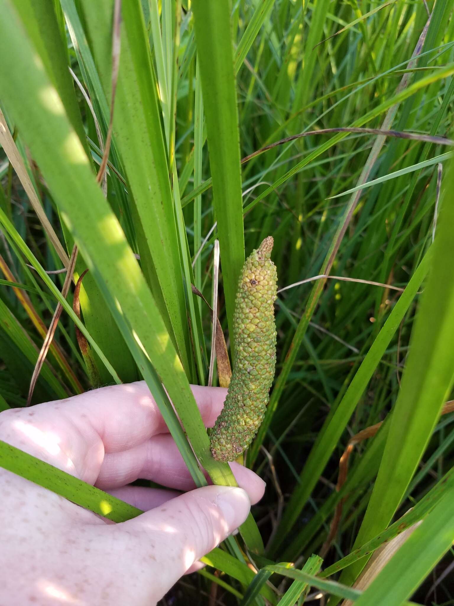 Imagem de Acorus calamus var. americanus Raf.