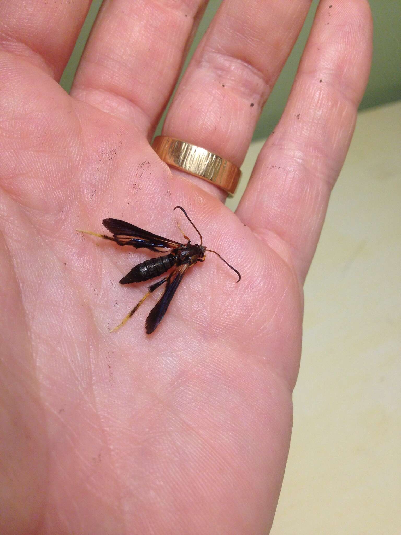 Image of Ash/Lilac Borers