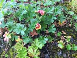 Oenothera epilobiifolia Kunth的圖片