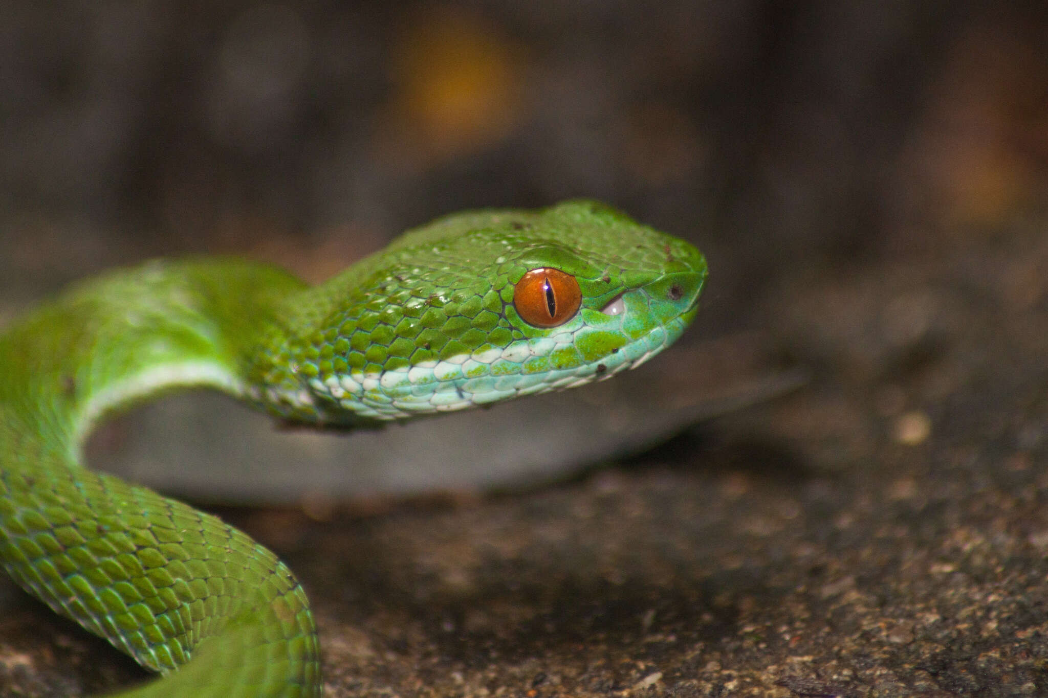 Image of Trimeresurus rubeus (Malhotra, Thorpe, Mrinalini & Stuart 2011)