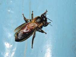 Image of Giant honey bee