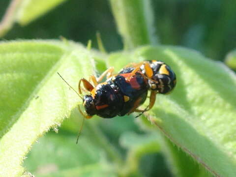 Imagem de Griburius scutellaris (Fabricius 1801)