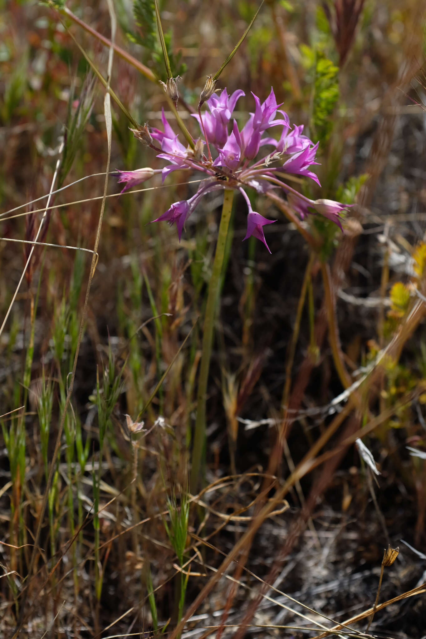 Image of penisula onion