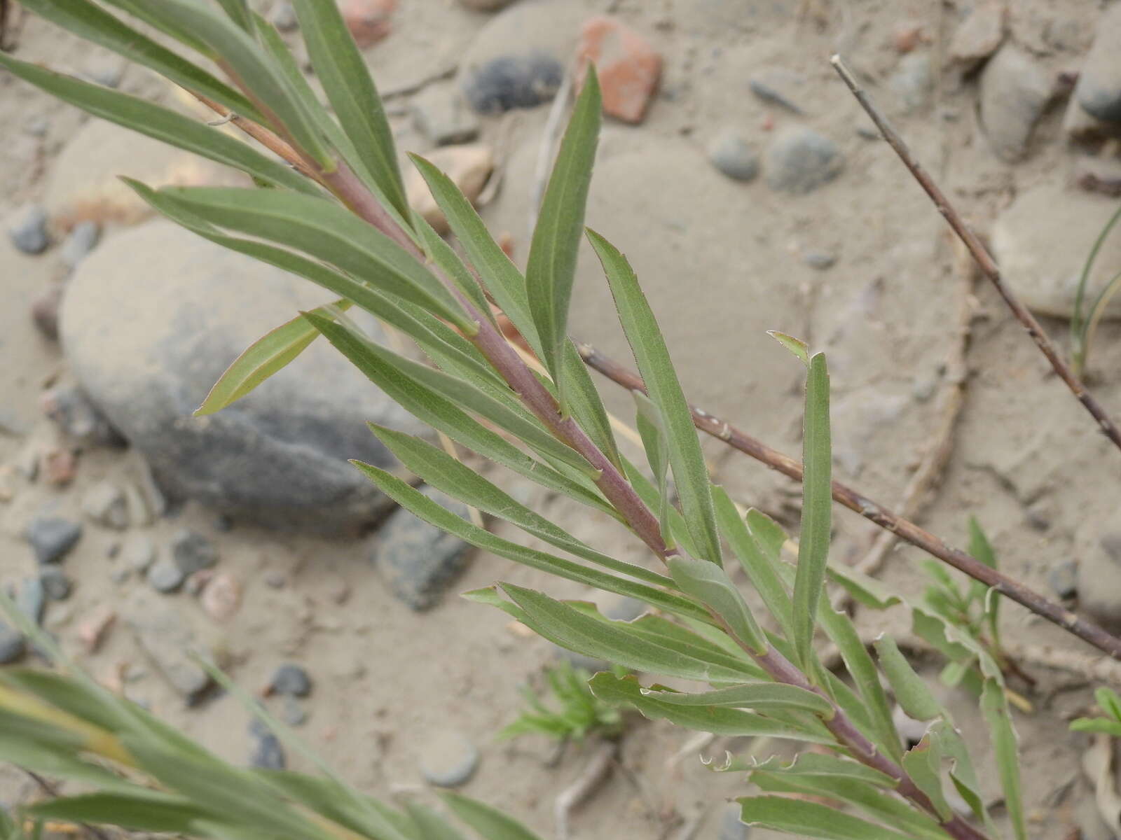 Image of Solidago chilensis Meyen