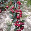 Cotoneaster meyeri Pojark.的圖片