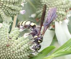 Myzinum maculatum (Fabricius 1793)的圖片