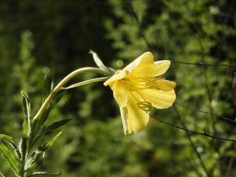 Oenothera affinis Camb. resmi